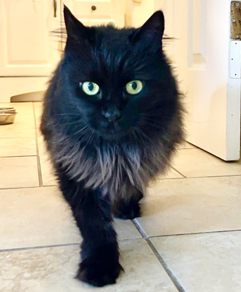 Lola, an adoptable Domestic Long Hair in Cambria, CA, 93428 | Photo Image 4