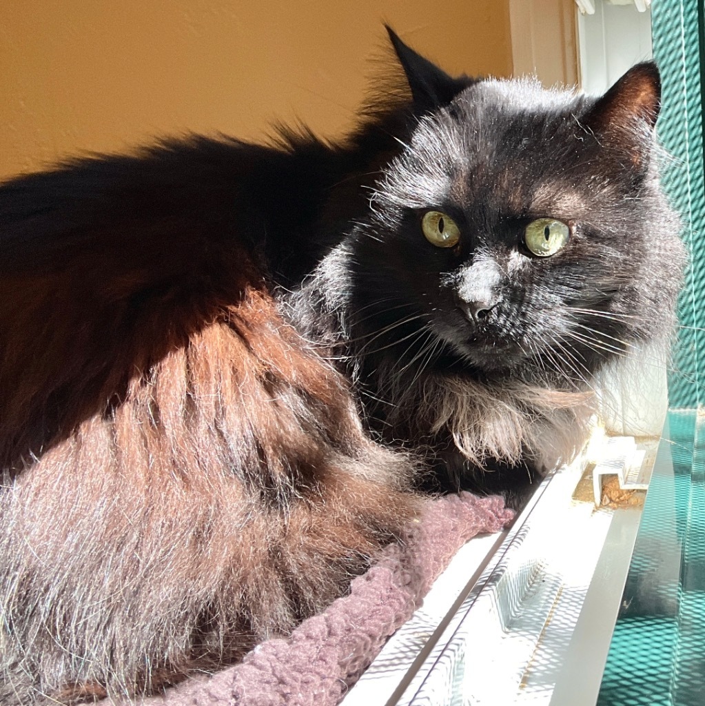 Lola, an adoptable Domestic Long Hair in Cambria, CA, 93428 | Photo Image 5