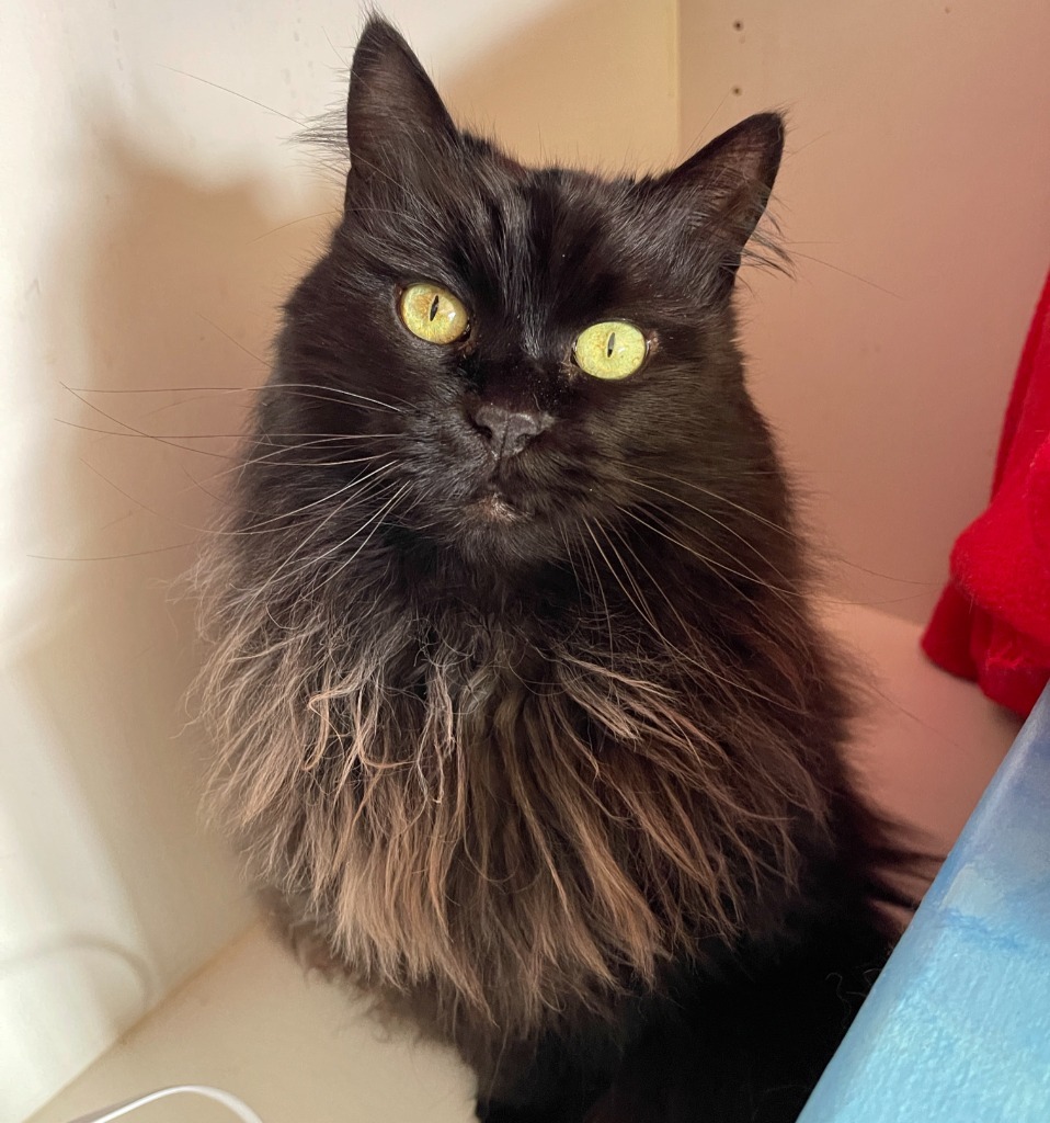 Lola, an adoptable Domestic Long Hair in Cambria, CA, 93428 | Photo Image 6