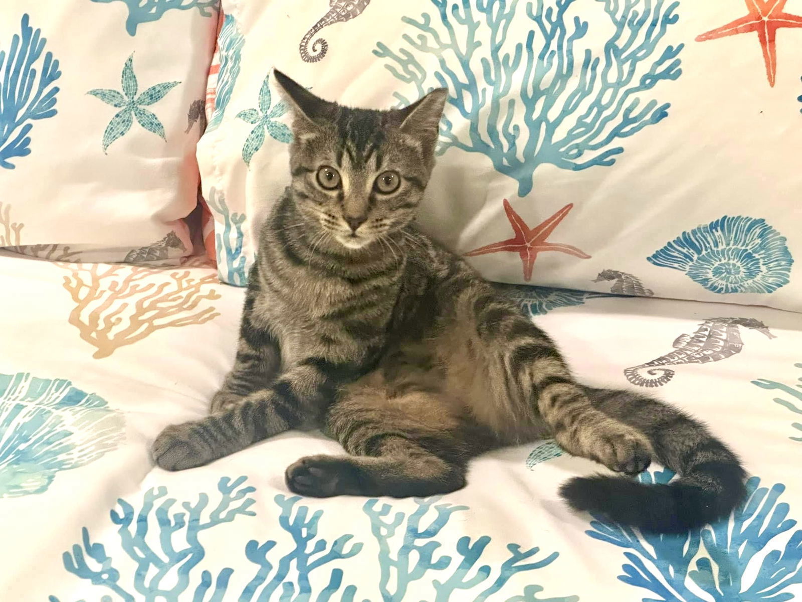 EMMA, an adoptable Tabby in Southaven, MS, 38672 | Photo Image 1