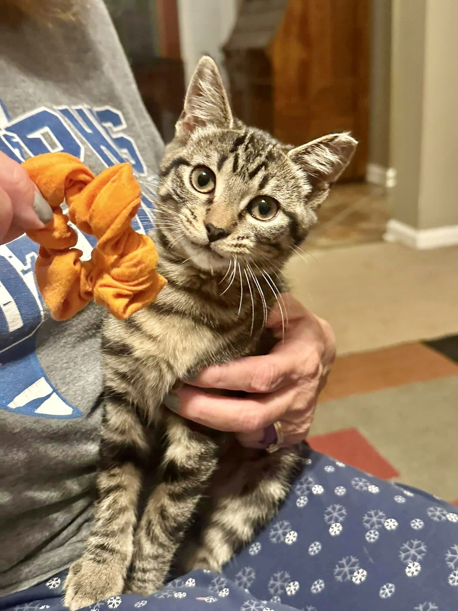 EMMA, an adoptable Tabby in Southaven, MS, 38672 | Photo Image 2
