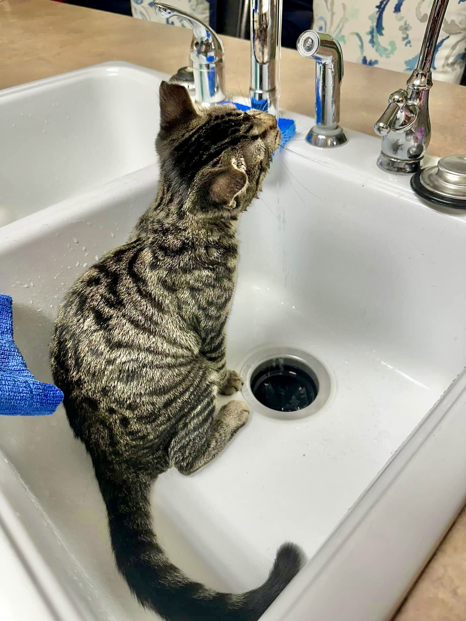 EMMA, an adoptable Tabby in Southaven, MS, 38672 | Photo Image 3