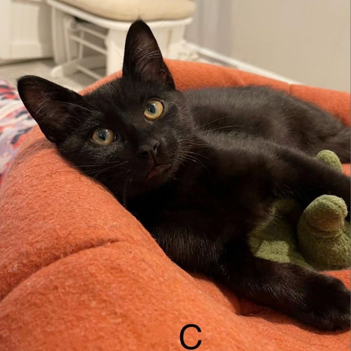 Cheeto *Bonded with Frito* 3