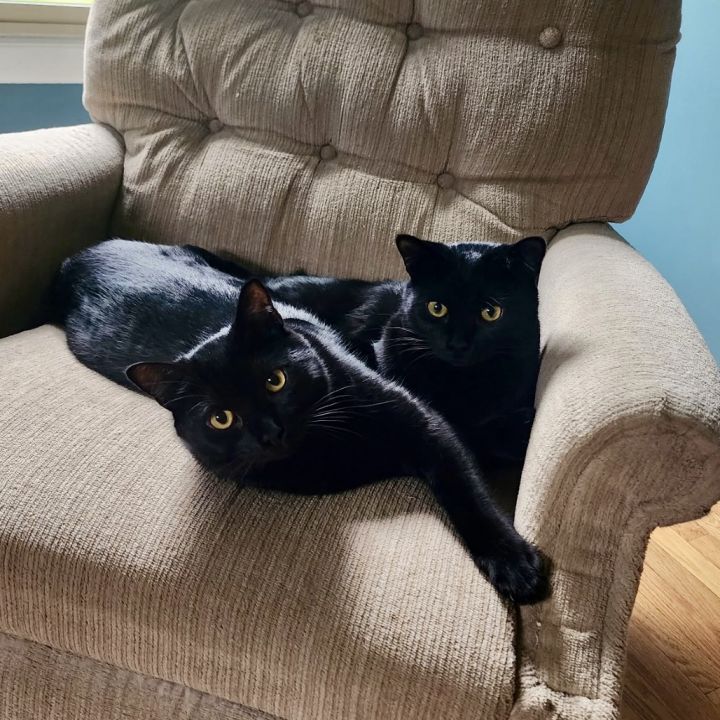 Cheeto *Bonded with Frito* 4