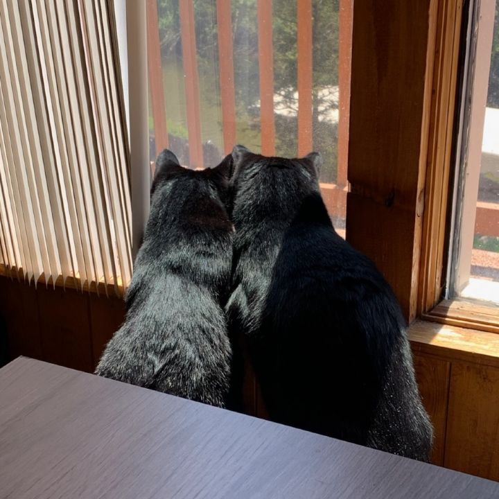 Cheeto *Bonded with Frito* 6