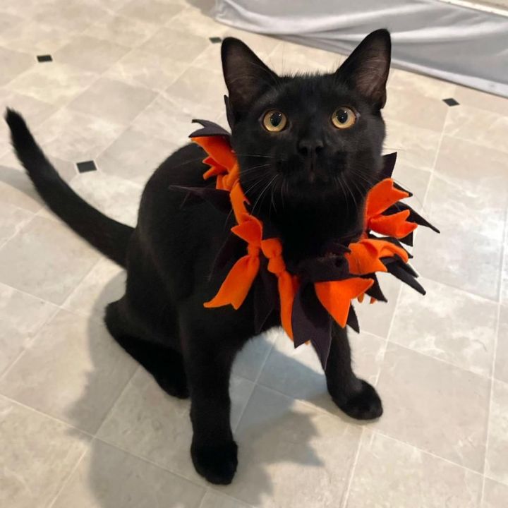 Frito *Bonded with Cheeto* 2