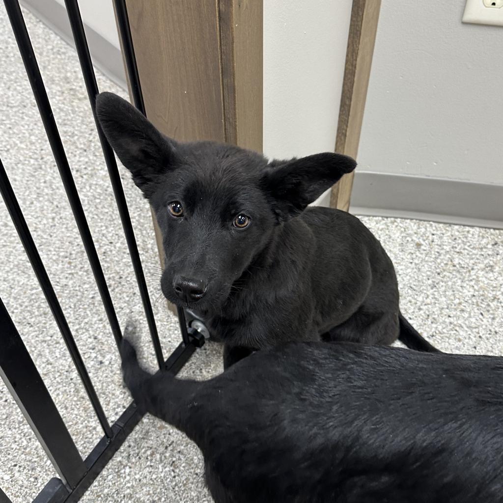 Emerald, an adoptable Black Labrador Retriever, German Shepherd Dog in Detroit Lakes, MN, 56501 | Photo Image 1