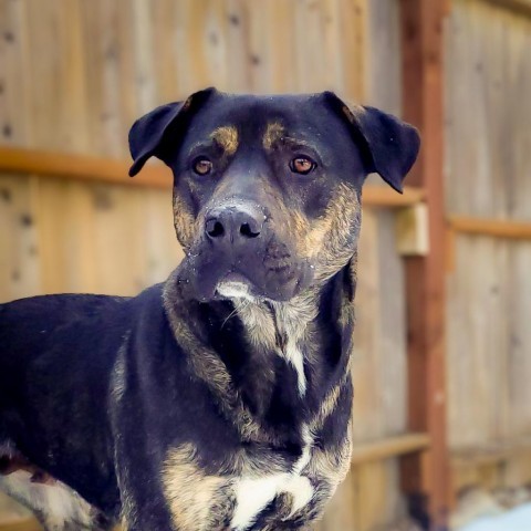 Molly, an adoptable Mixed Breed, Rottweiler in Mount Shasta, CA, 96067 | Photo Image 1