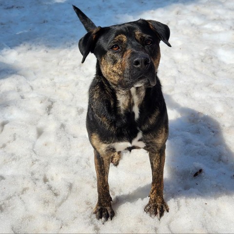 Molly, an adoptable Mixed Breed, Rottweiler in Mount Shasta, CA, 96067 | Photo Image 2