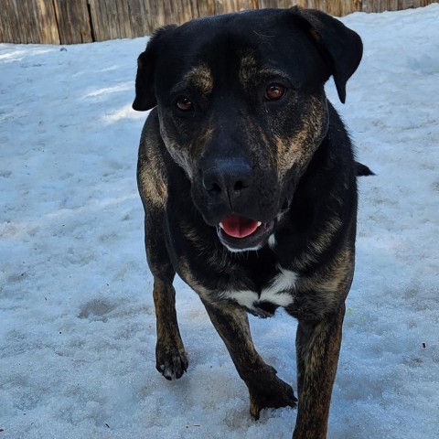 Molly, an adoptable Mixed Breed, Rottweiler in Mount Shasta, CA, 96067 | Photo Image 3