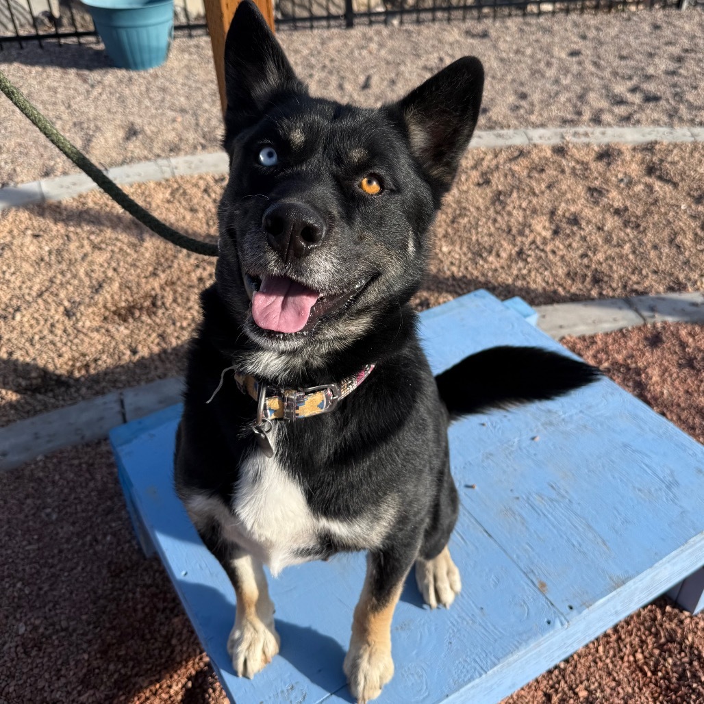 Chavez, an adoptable Akita in Cedaredge, CO, 81413 | Photo Image 1