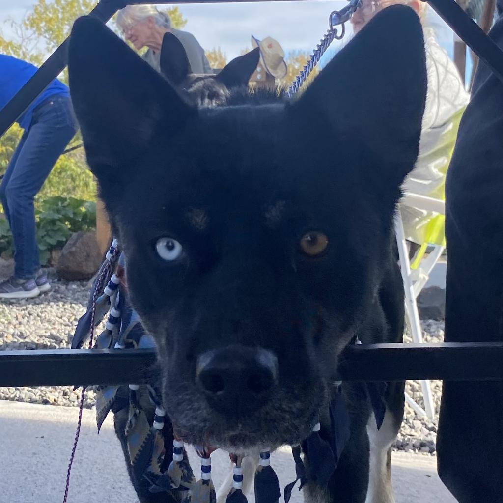 Chavez, an adoptable Akita in Cedaredge, CO, 81413 | Photo Image 2