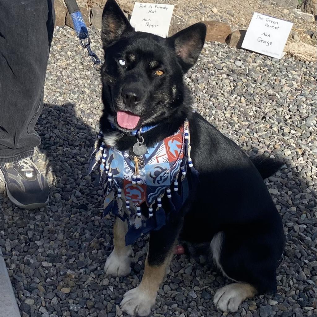 Chavez, an adoptable Akita in Cedaredge, CO, 81413 | Photo Image 3