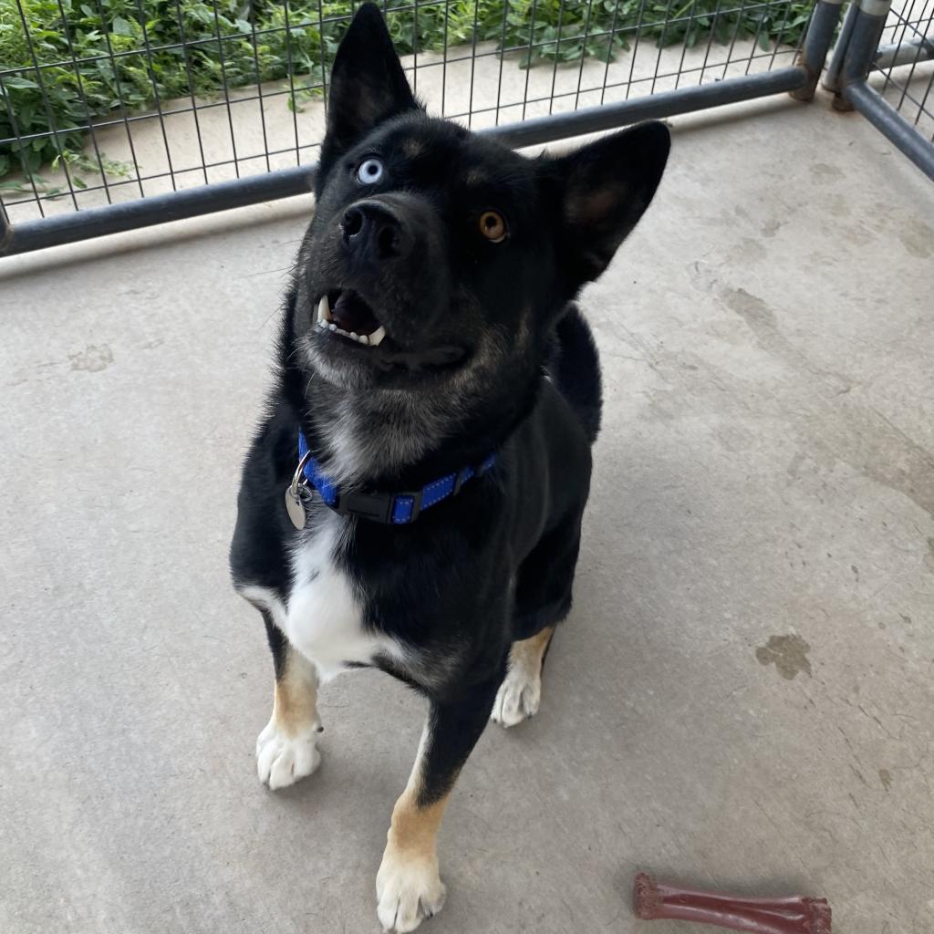 Chavez, an adoptable Akita in Cedaredge, CO, 81413 | Photo Image 4