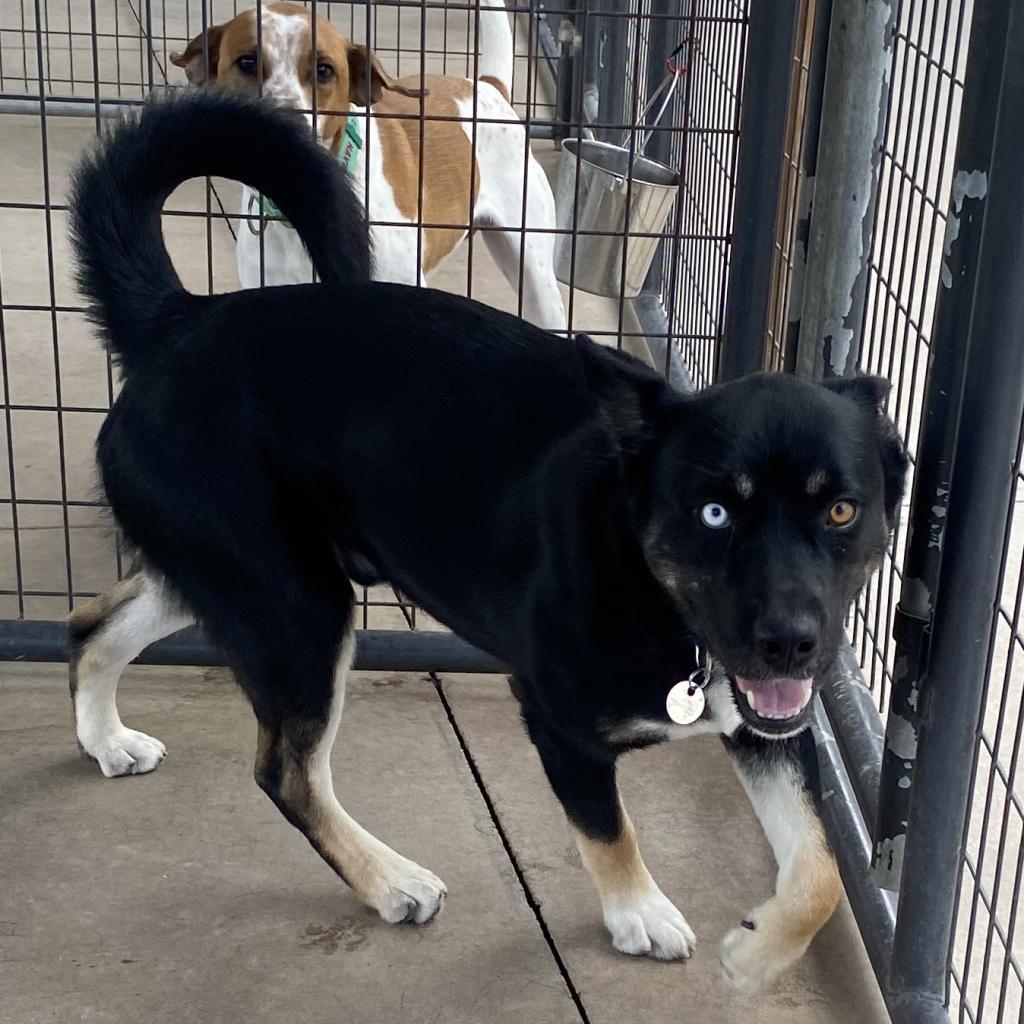 Chavez, an adoptable Akita in Cedaredge, CO, 81413 | Photo Image 5
