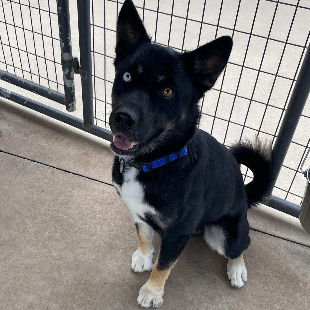 Chavez, an adoptable Akita in Cedaredge, CO, 81413 | Photo Image 6