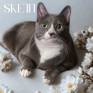 Sketti