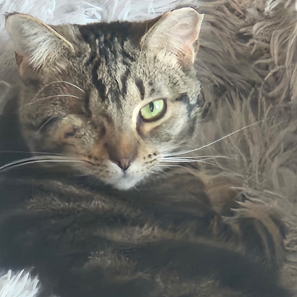 One-Eyed Wilma