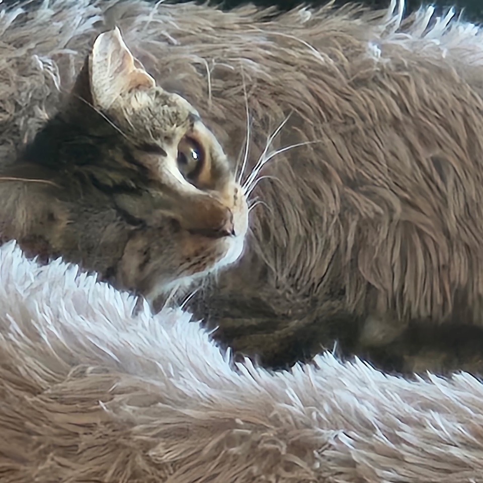 One-Eyed Wilma