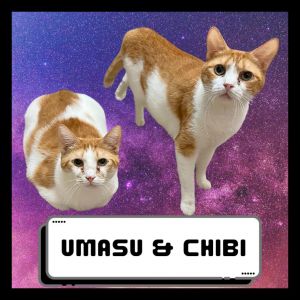Chibi &amp; Umasou, Adult Female Domestic Short Hair