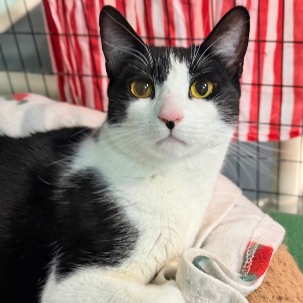 Nimble, an adoptable Domestic Short Hair in Redwood Valley, CA, 95470 | Photo Image 1