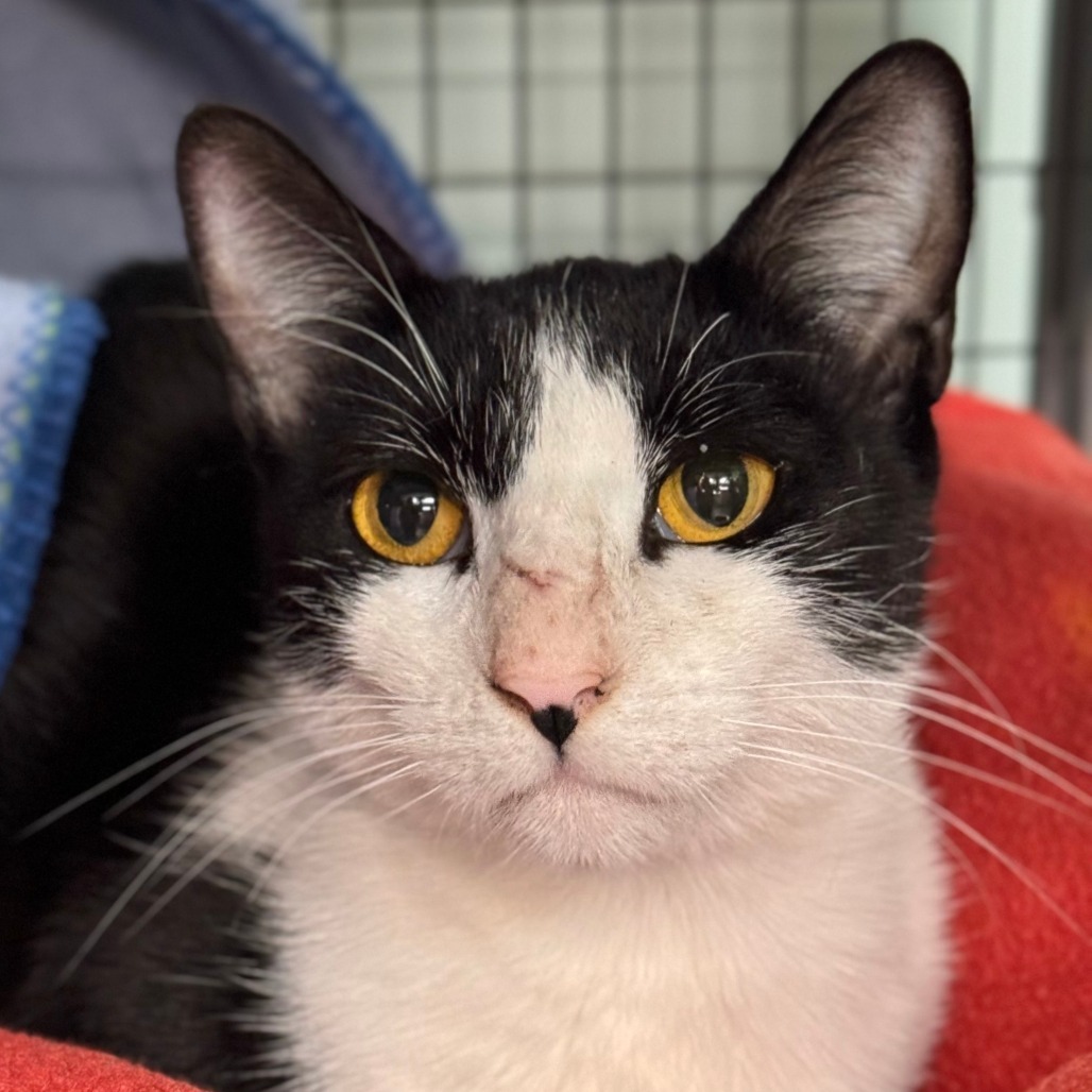 Nimble, an adoptable Domestic Short Hair in Redwood Valley, CA, 95470 | Photo Image 2