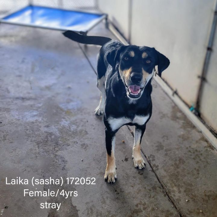 Laika (Sasha) 2