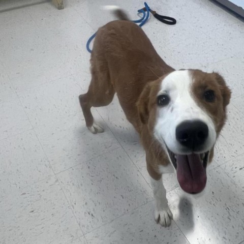 Graham, an adoptable Yellow Labrador Retriever in Garden City, KS, 67846 | Photo Image 1