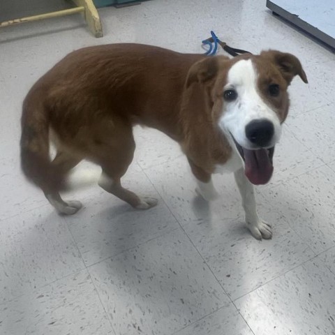 Graham, an adoptable Yellow Labrador Retriever in Garden City, KS, 67846 | Photo Image 2