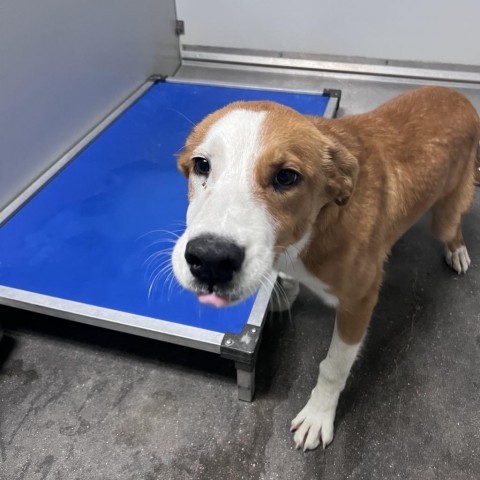 Graham, an adoptable Yellow Labrador Retriever in Garden City, KS, 67846 | Photo Image 3