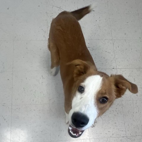 Graham, an adoptable Yellow Labrador Retriever in Garden City, KS, 67846 | Photo Image 4