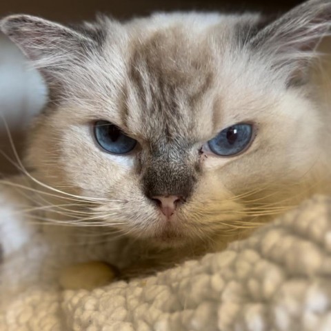 Lulu, an adoptable Ragdoll in Wheeling, IL, 60090 | Photo Image 1