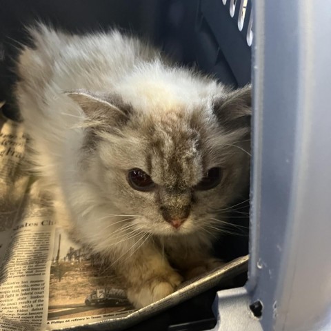 Lulu, an adoptable Ragdoll in Wheeling, IL, 60090 | Photo Image 2