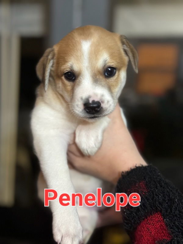 Penelope 3