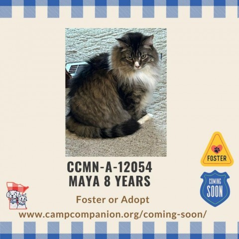 Maya, an adoptable Ragamuffin in Rochester, MN, 55903 | Photo Image 1