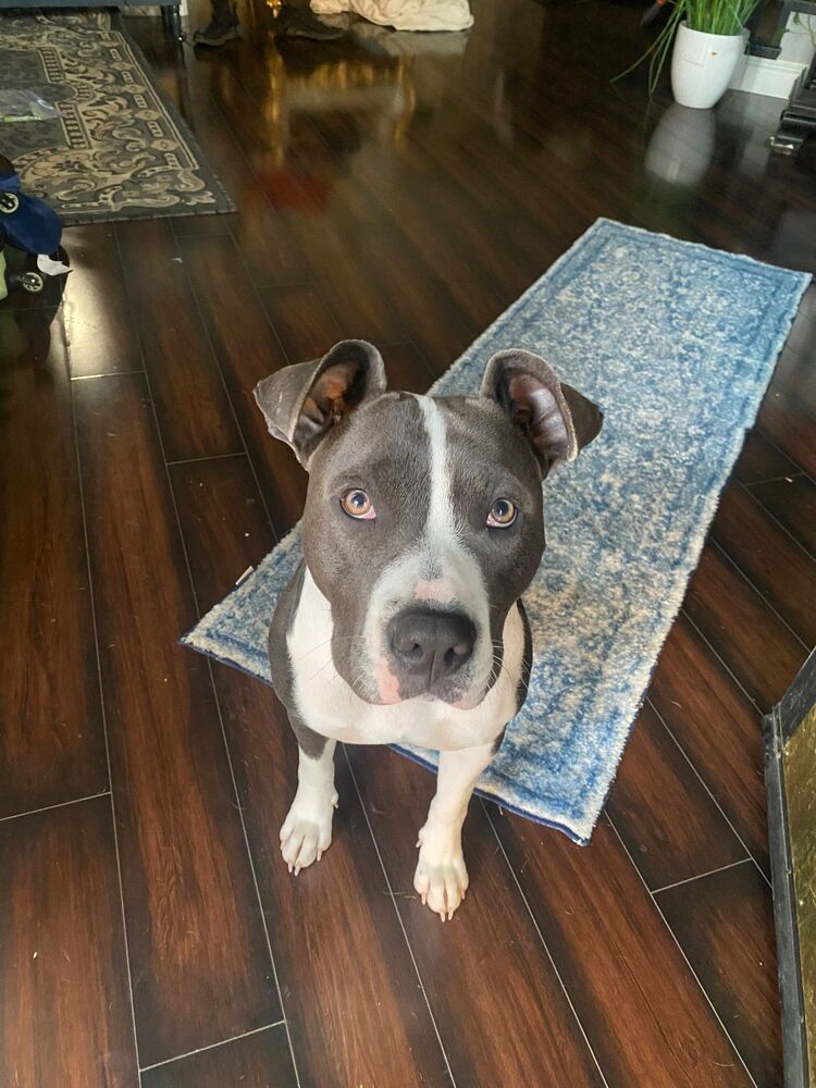 Gypsy