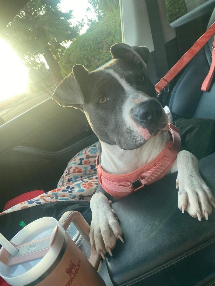 Gypsy