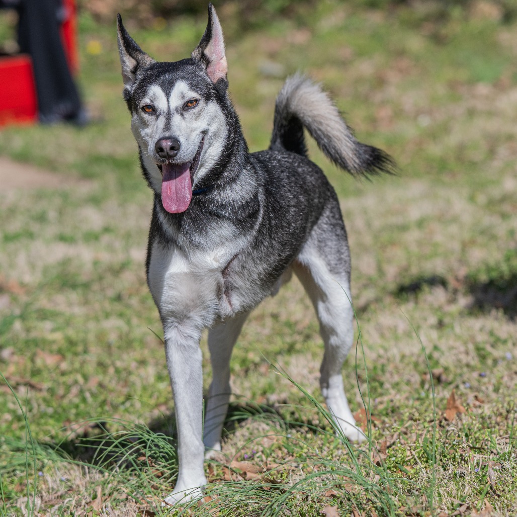 Nanook (formerly Vaughn)