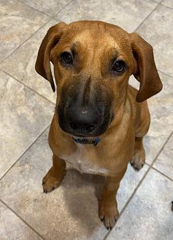 Brownie, an adoptable Bloodhound, Mixed Breed in Farmers Branch, TX, 75234 | Photo Image 1