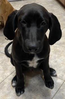 Blackie, an adoptable Bloodhound, Mixed Breed in Farmers Branch, TX, 75234 | Photo Image 1