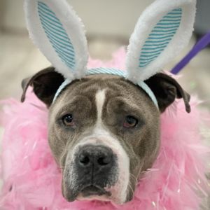 Diamond, Adult Female English Bulldog