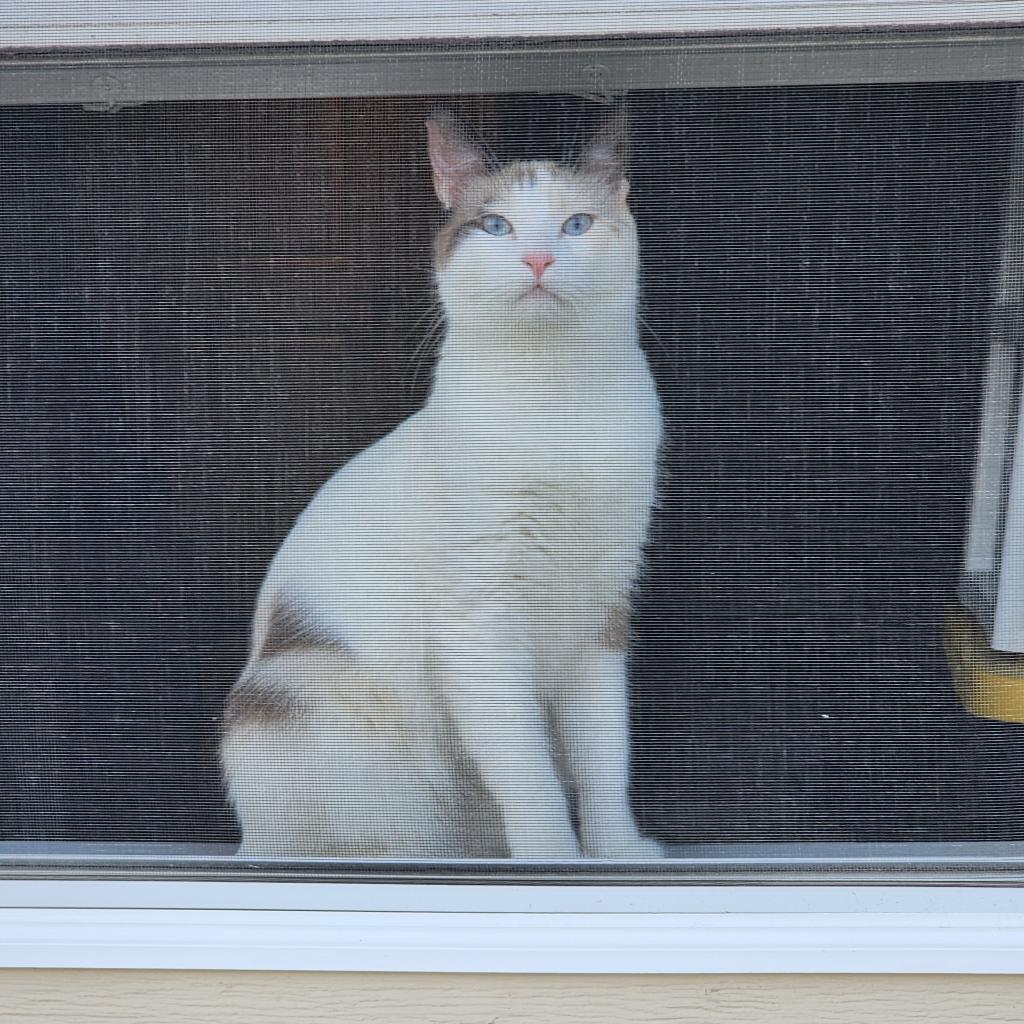 Ubiquity 5, an adoptable Snowshoe, Siamese in Austin, TX, 78704 | Photo Image 2