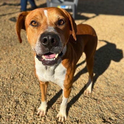 Dog For Adoption - 57246250, A Mixed Breed In Gastonia, Nc 