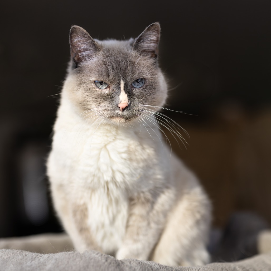 Mouse, an adoptable Domestic Short Hair in Morrison, CO, 80465 | Photo Image 1