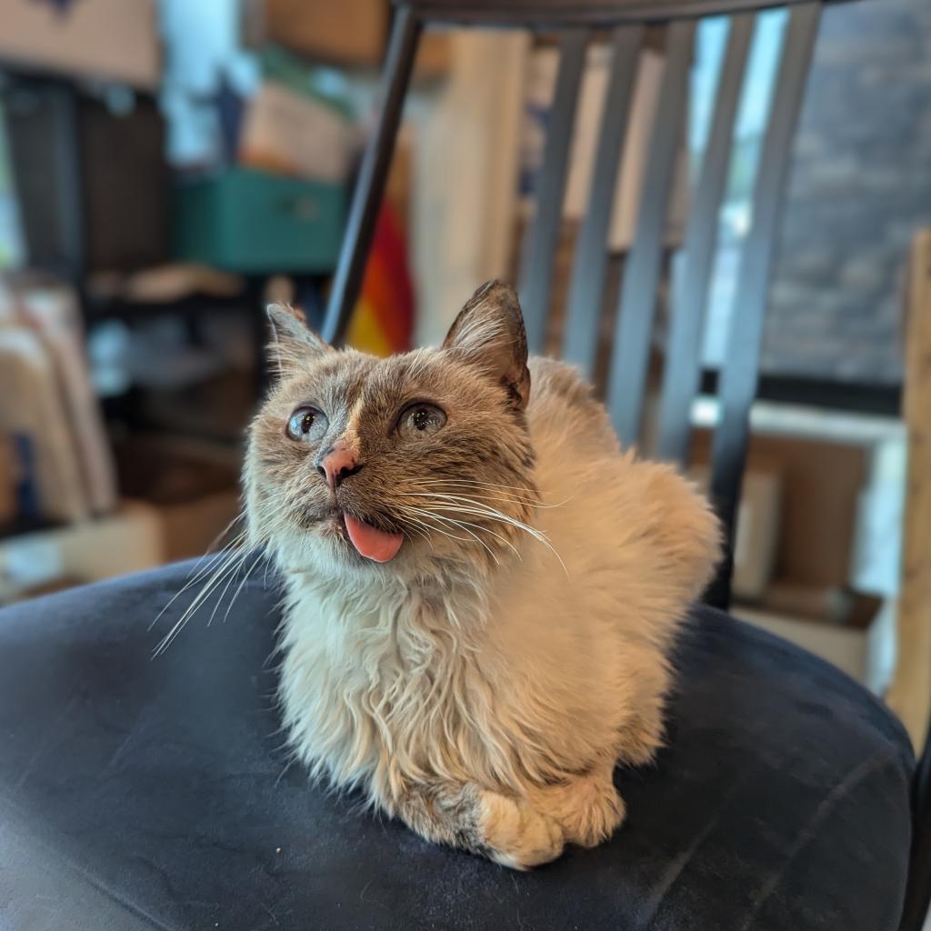 Mouse, an adoptable Domestic Short Hair in Morrison, CO, 80465 | Photo Image 2