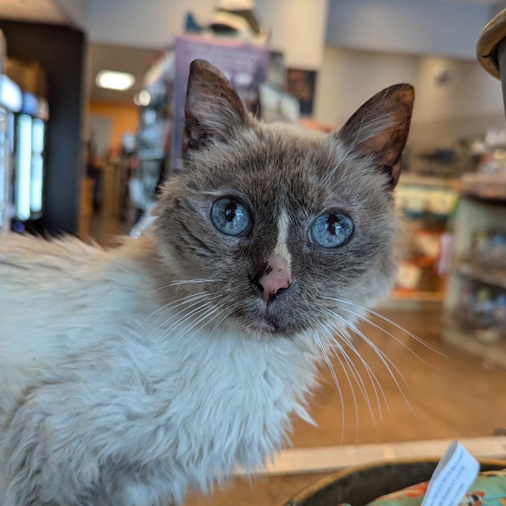 Mouse, an adoptable Domestic Short Hair in Morrison, CO, 80465 | Photo Image 3