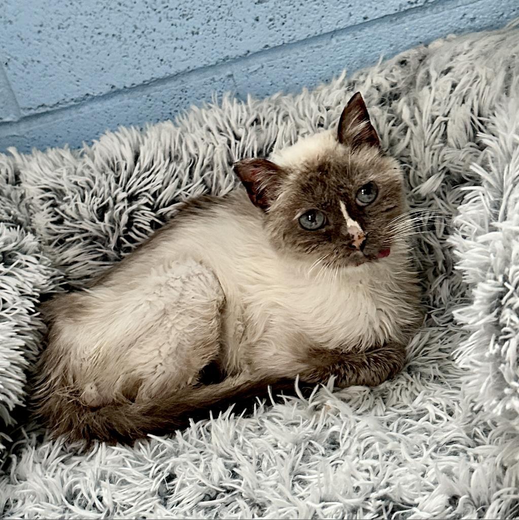 Mouse, an adoptable Domestic Short Hair in Morrison, CO, 80465 | Photo Image 4