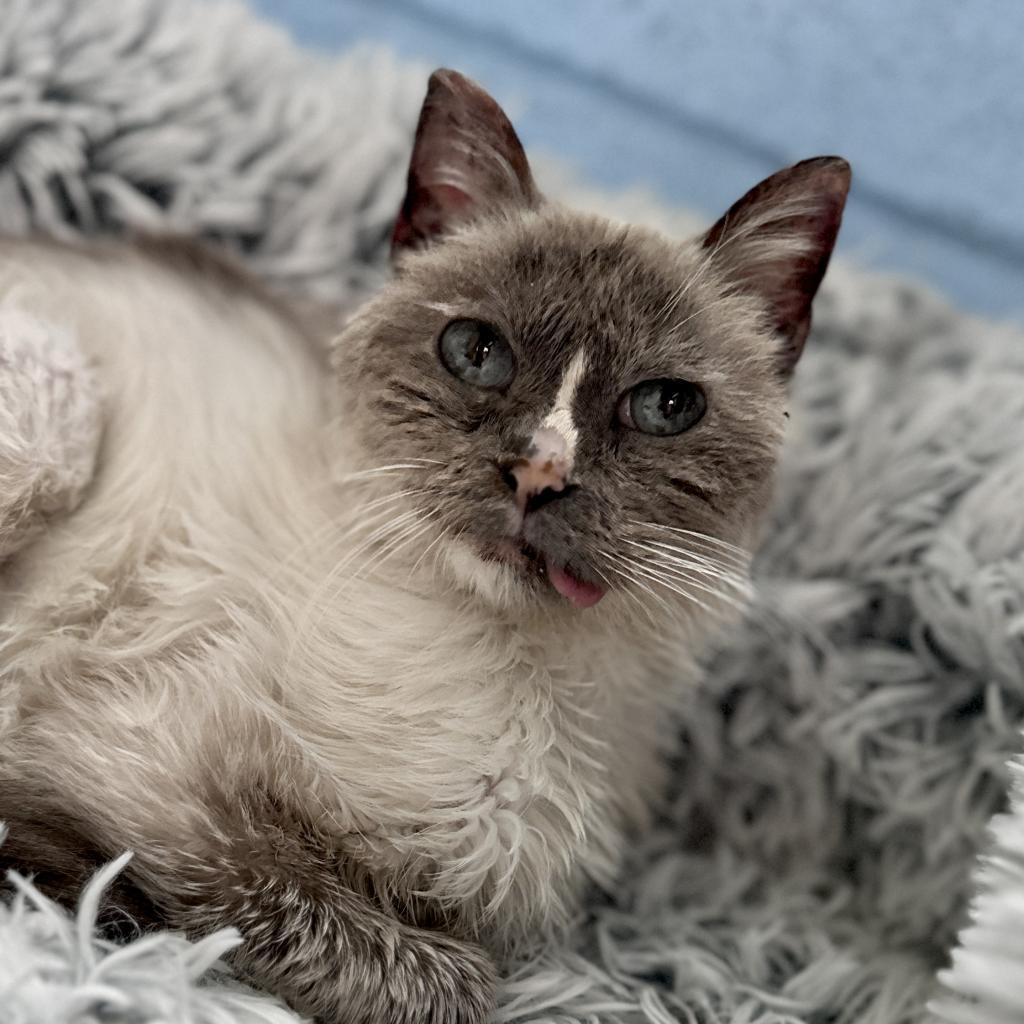 Mouse, an adoptable Domestic Short Hair in Morrison, CO, 80465 | Photo Image 5