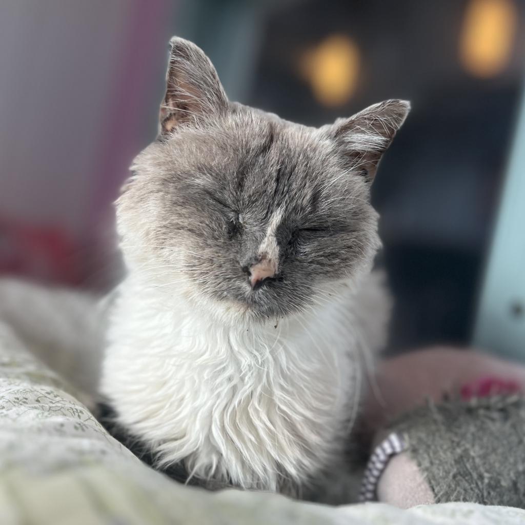 Mouse, an adoptable Domestic Short Hair in Morrison, CO, 80465 | Photo Image 6