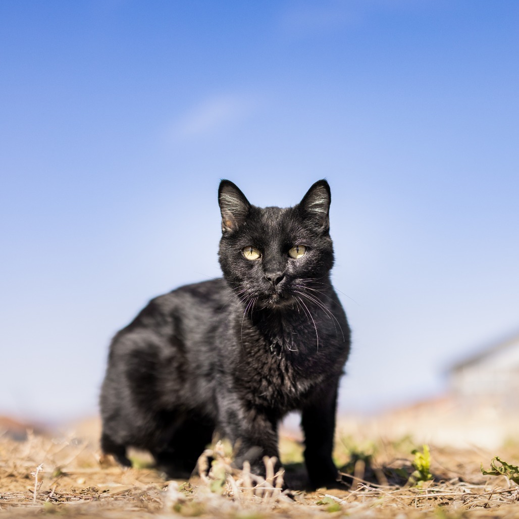Sirius, an adoptable Domestic Medium Hair in Morrison, CO, 80465 | Photo Image 1